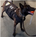K9 Cal receiving a Vest