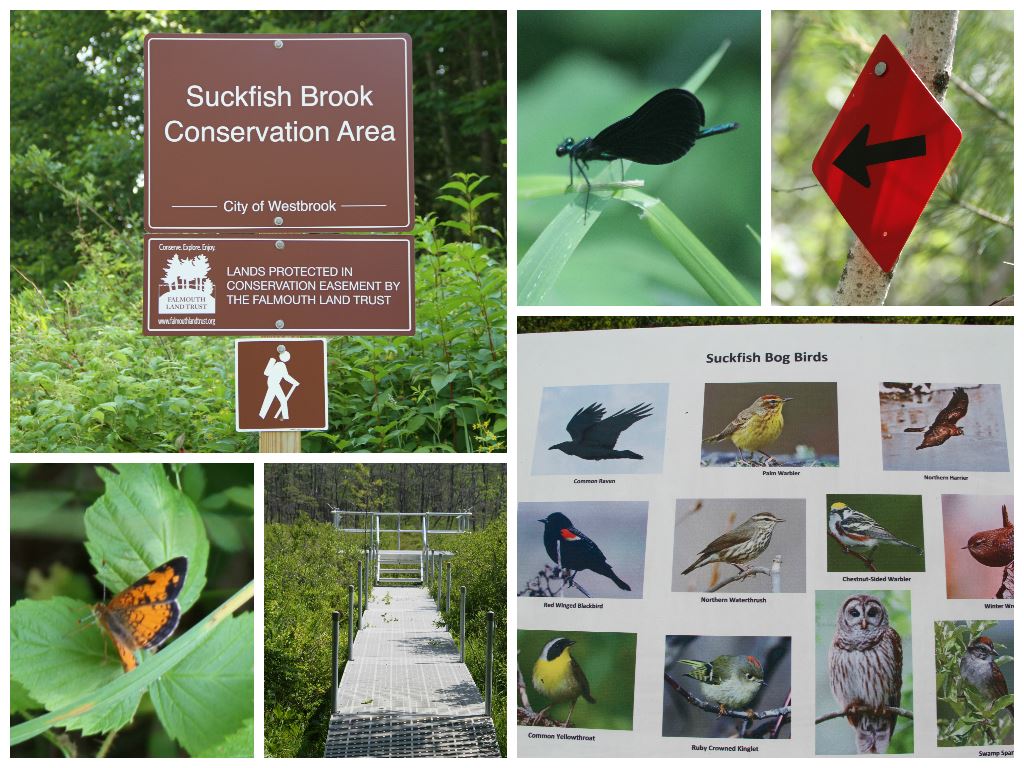 Suckfish Brook Conservation Area Collage