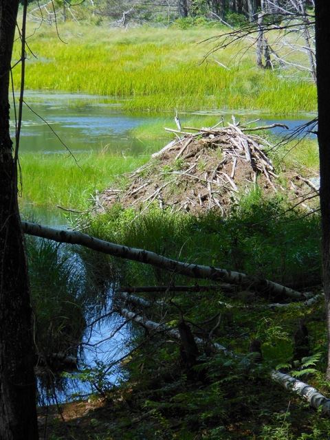 Falmouth Beaver Lodge